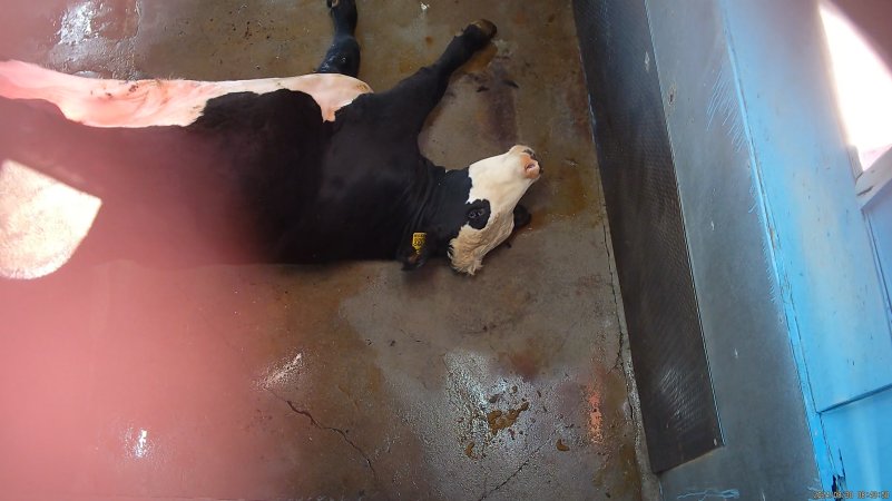 Cow hoisted after being shot in knockbox