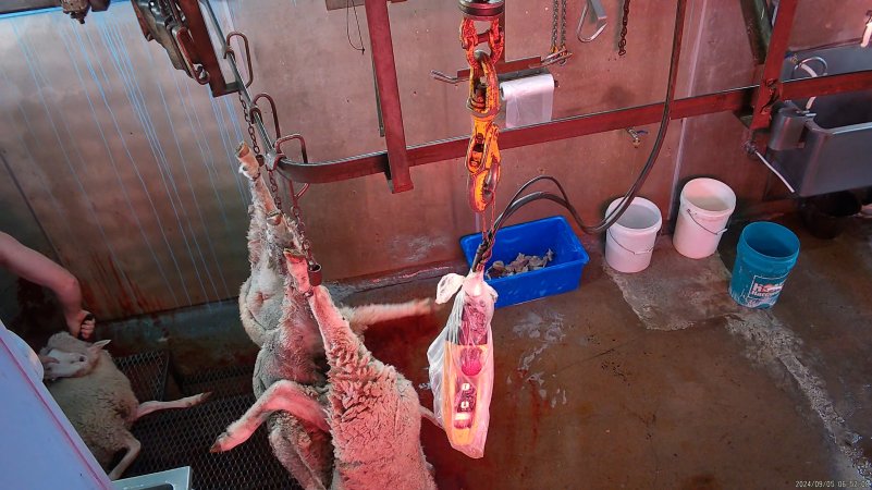 Sheep's throat being cut as others hang on shackle line