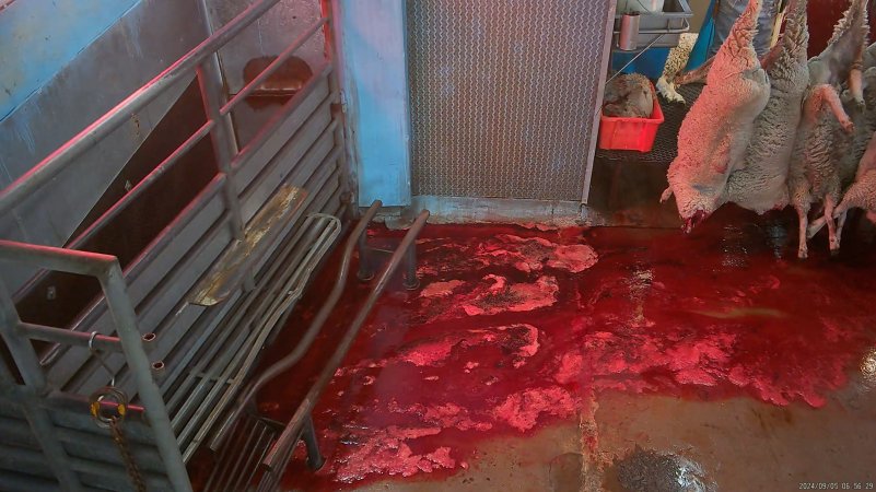 Decapitated sheep hang above a bloody floor