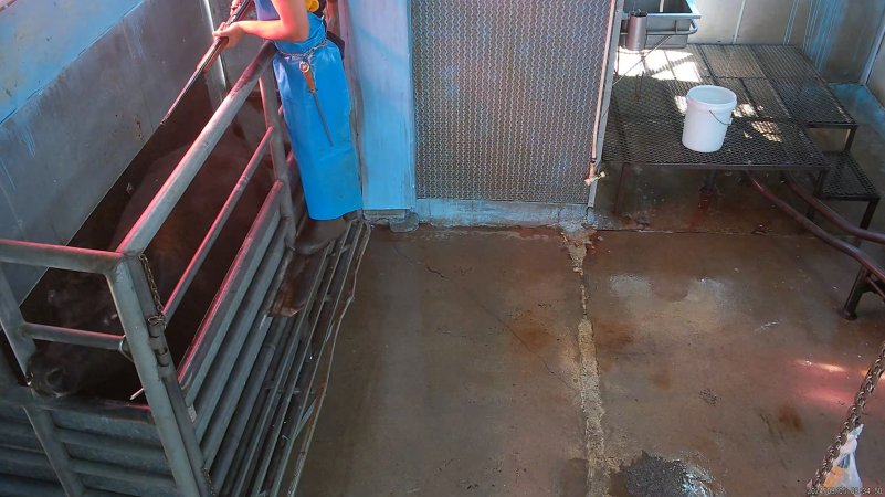 Worker shoots cow in knockbox with rifle