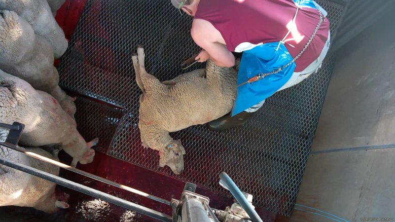 Worker hoists sheep after cutting their throat