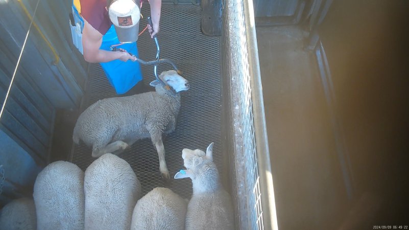 Sheep electrically stunned in front of others