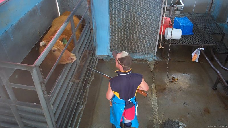 Cow in knockbox looks at worker with rifle