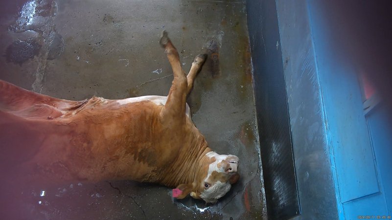 Cow being hoisted after shot in knockbox