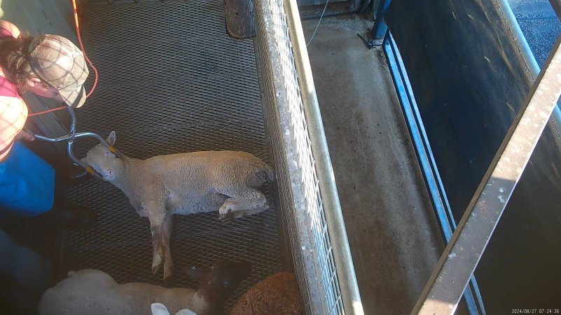 Sheep being electrically stunned in pen