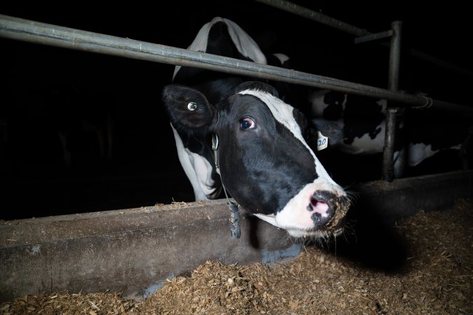 Cow in zero graze dairy