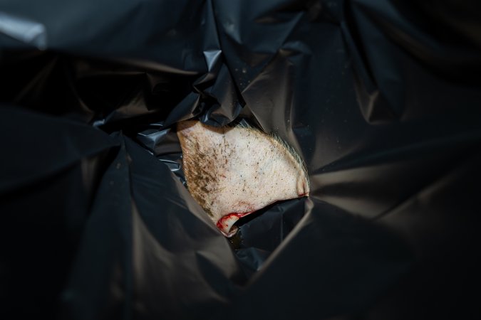 Pig ear in garbage bag