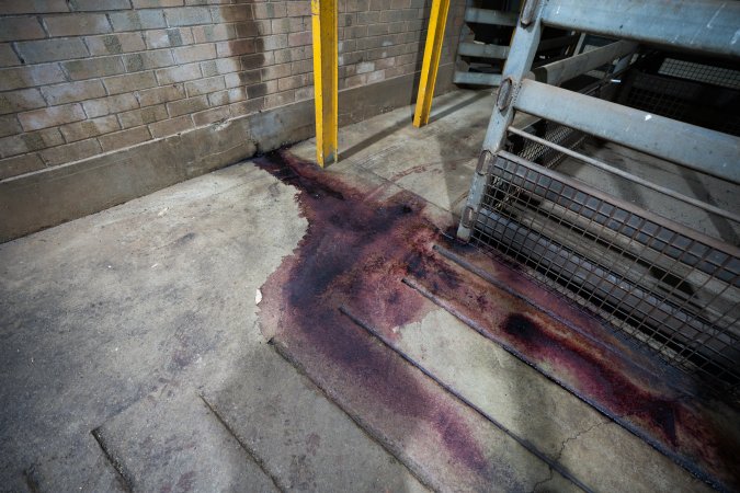 Blood in holding pens