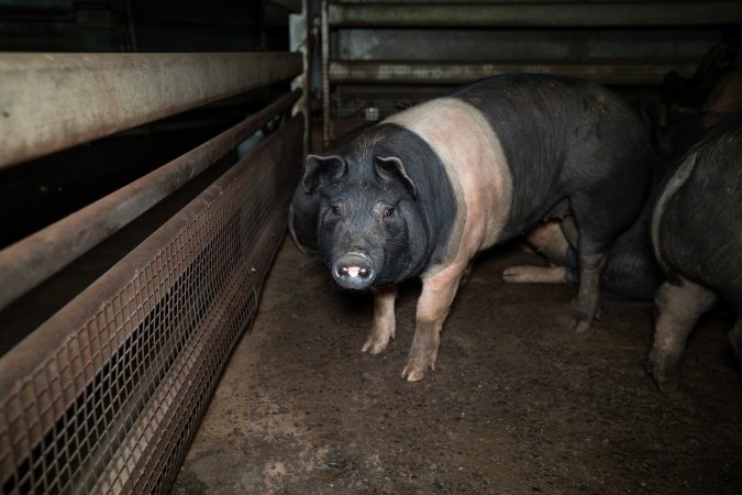 Pig in holding pens