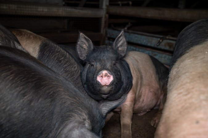 Pig in holding pens