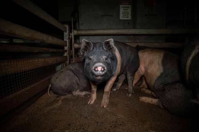 Pig in holding pens