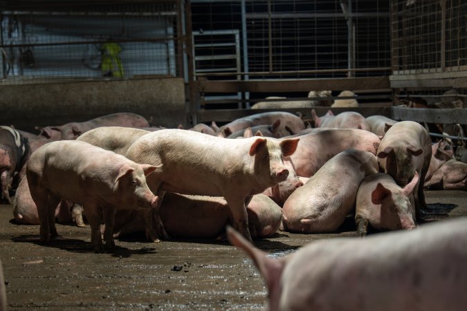 Pigs in holding pens