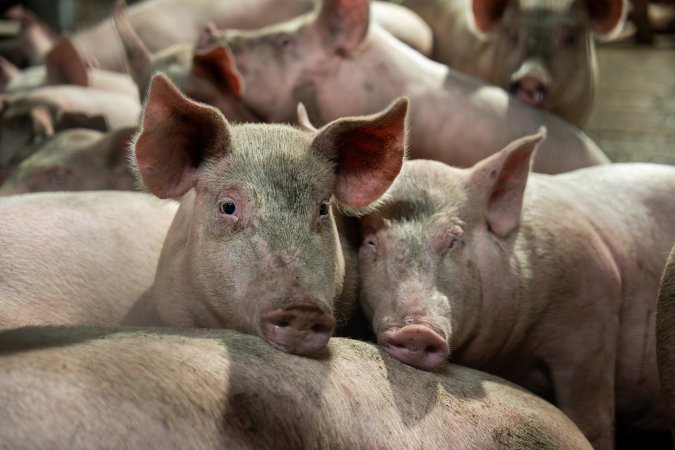 Pigs in holding pens