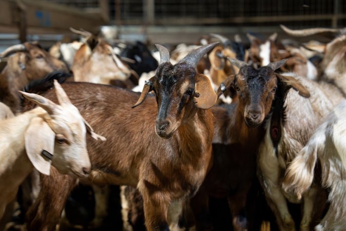 Goats in holding pens