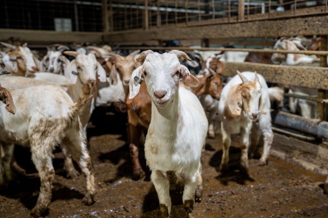 Goats in holding pens