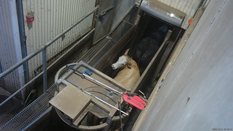 Cow in race tries to turn around
