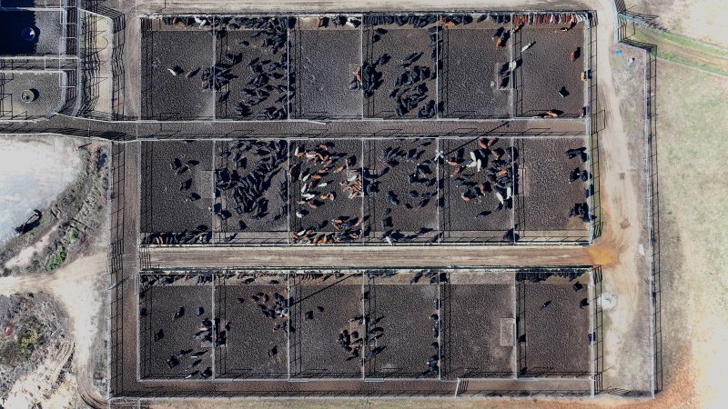 Central Tablelands Livestock Exchange