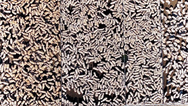 Central Tablelands Livestock Exchange