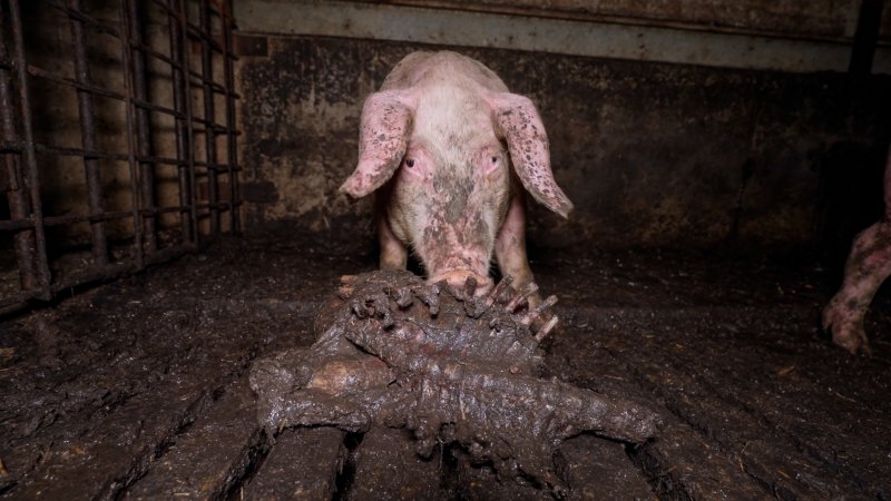 Dublin Piggery 2025