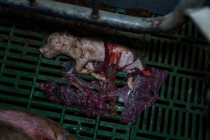 Finniss Park Piggery 2025
