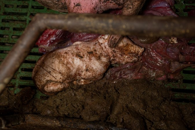Finniss Park Piggery 2025
