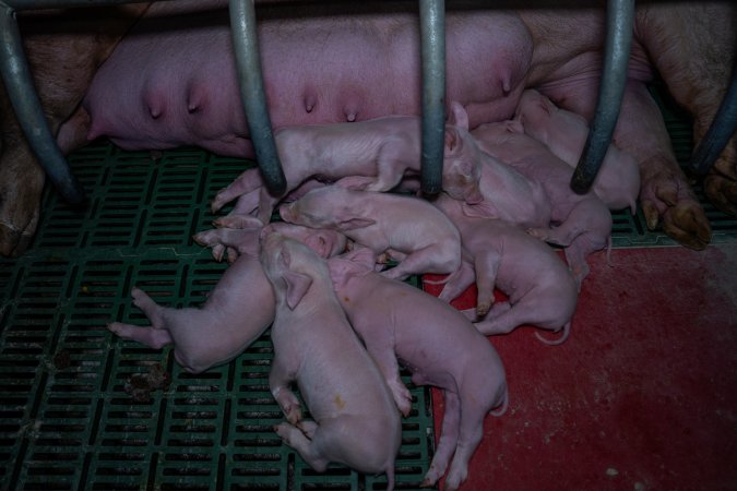 Finniss Park Piggery 2025