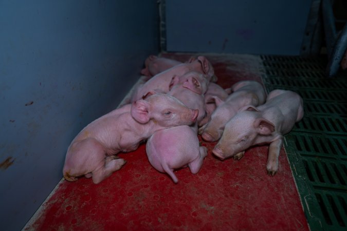 Finniss Park Piggery 2025