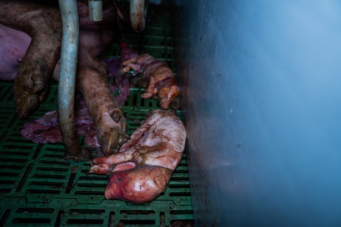 Finniss Park Piggery 2025