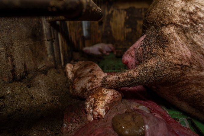 Finniss Park Piggery 2025
