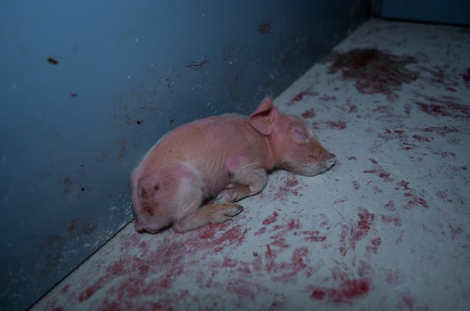 Finniss Park Piggery 2025