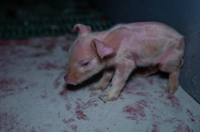 Finniss Park Piggery 2025