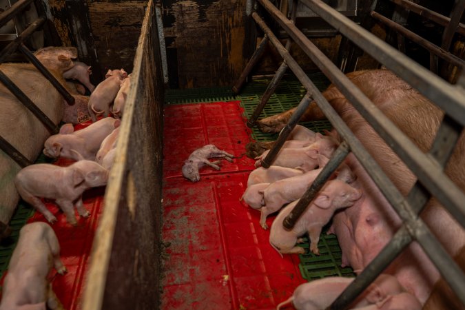 Finniss Park Piggery 2025