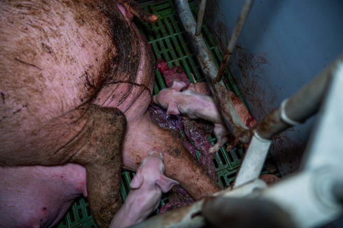 Finniss Park Piggery 2025