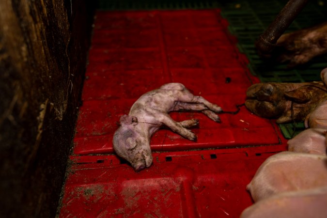 Finniss Park Piggery 2025