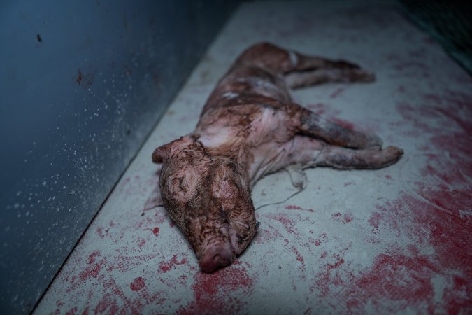 Finniss Park Piggery 2025
