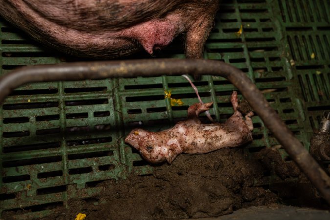 Finniss Park Piggery 2025