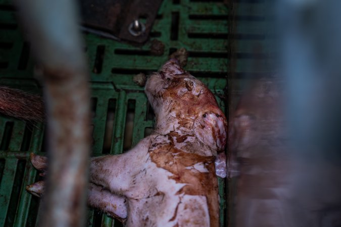 Finniss Park Piggery 2025