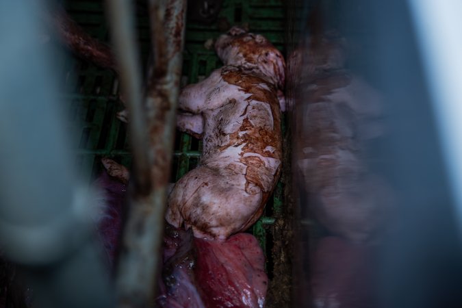 Finniss Park Piggery 2025