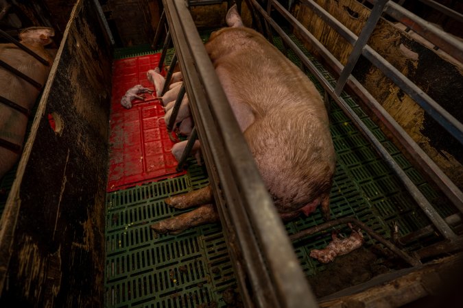 Finniss Park Piggery 2025