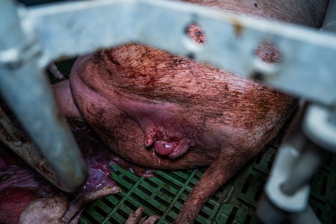 Finniss Park Piggery 2025