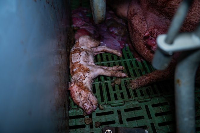 Finniss Park Piggery 2025