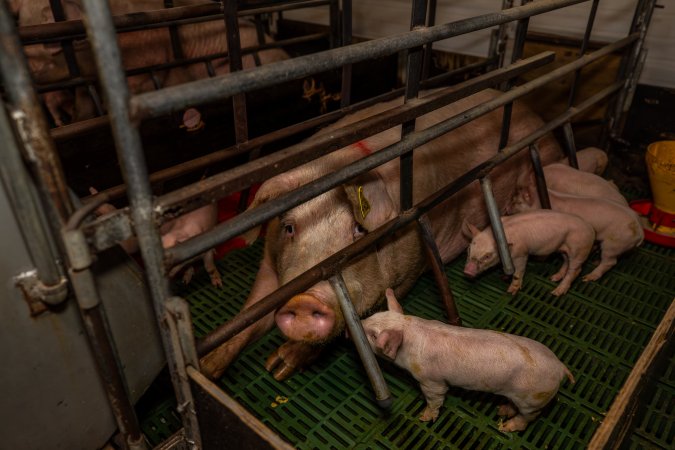 Finniss Park Piggery 2025