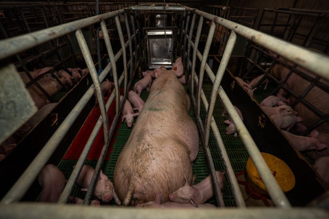 Finniss Park Piggery 2025