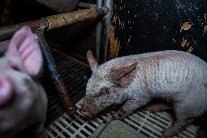 Finniss Park Piggery 2025