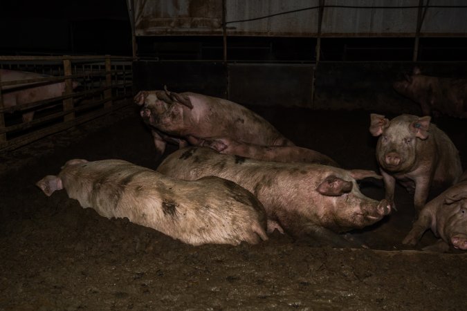 Finniss Park Piggery 2025