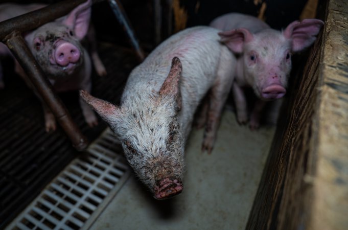 Finniss Park Piggery 2025