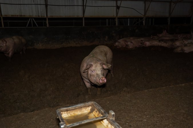 Finniss Park Piggery 2025