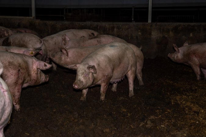 Finniss Park Piggery 2025