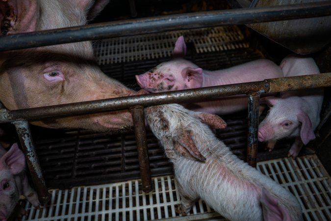 Finniss Park Piggery 2025