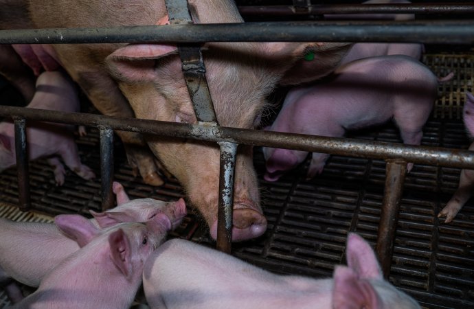 Finniss Park Piggery 2025